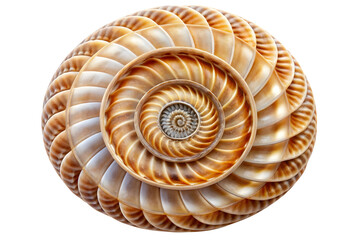 Obraz premium A sundial shell (Architectonicidae) : A close-up of a beautiful nautilus shell displaying a mesmerizing spiral pattern, a perfect example of natural geometry and marine life beauty.