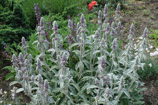 Inflorescences of Stachys byzantina in mid June