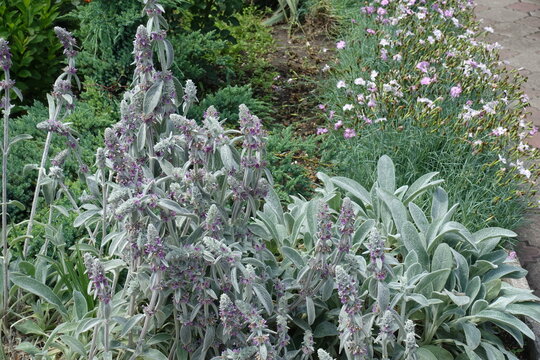 Numerous pink flowers of Stachys byzantina in mid June