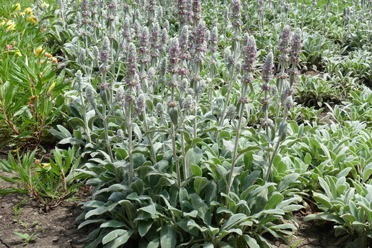 Profuse flowers of Stachys byzantina in June