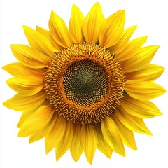 Fototapeta premium A Beautiful Sunflower Displays Its Golden Yellow Petals Facing Forward