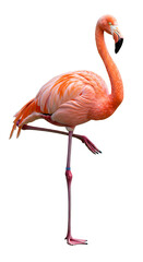 Flamingo standing on one leg png, exotic bird isolated on transparent background