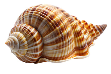 Obraz premium A wentletrap shell (Epitoniidae) : A meticulously detailed seashell showcases intricate patterns and textures, its form elegantly spiraling with natural grace.