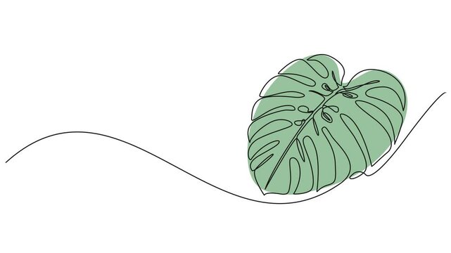 animated continuous single line drawing of a monstera leaf, line art animation