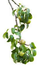 One big pear tree branch with fruits and green leaves isolated on a transparent background