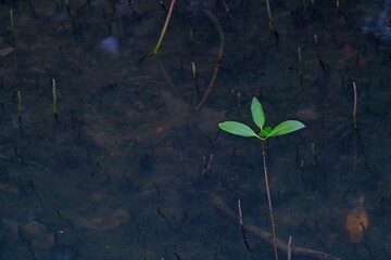 green plant growing in the ground