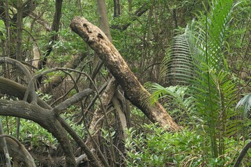 wooden fence in the woods