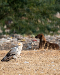 Egyptian vulture or Neophron percnopterus bird and ferocious dog in background conservation threat during winter migration in dump yard of Jorbeer Conservation Reserve bikaner rajasthan india asia