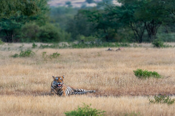 wild dominant male bengal tiger panthera tigris side profile closeup from Ranthambore National Park...