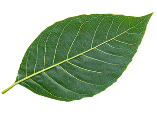 Detailed close-up of a green leaf showing its unique structure on a transparent background, cut out