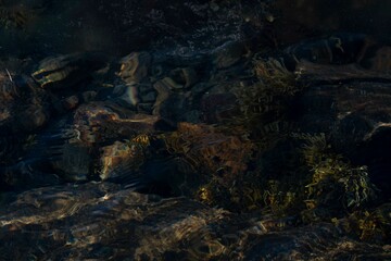 icelandic horse pony on the coastline of Norway very pretty