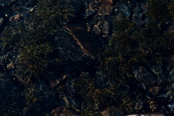 icelandic horse pony on the coastline of Norway very pretty