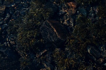 icelandic horse pony on the coastline of Norway very pretty