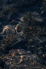 icelandic horse pony on the coastline of Norway very pretty
