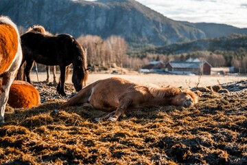 icelandic horse pony on the coastline of Norway very pretty