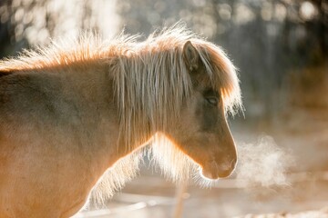 icelandic horse pony on the coastline of Norway very pretty