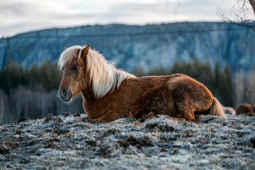 icelandic horse pony cute in landscape pretty nature rural 