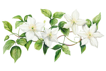 White clematis flowers with delicate petals and green leaves in a detailed watercolor-style botanical illustration against a transparent background