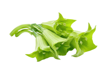 Bright green bell-shaped flowers with translucent petals and crisp details on transparent background in macro photography