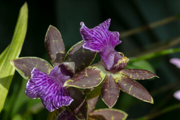 Orchid Advanced Austrilia-Zygopetalum