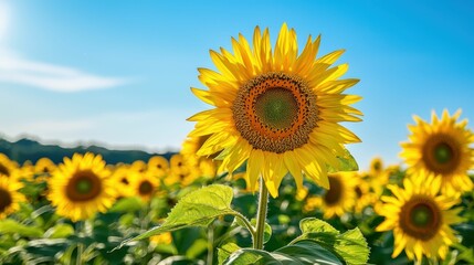 Obraz premium Vibrant Sunflower Bloom Against Clear Blue Sky on Sunny Day