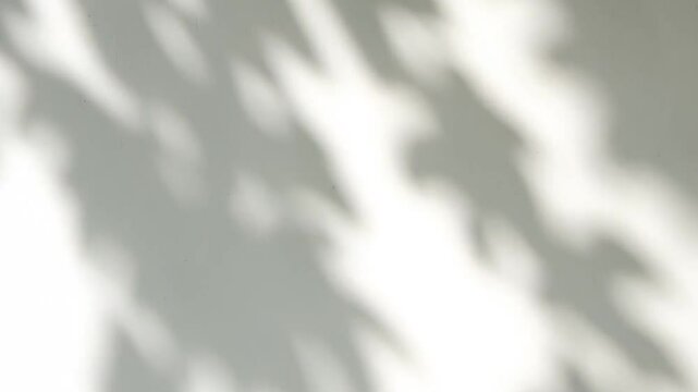 Abstract silhouette shadows of natural leaves tree branch falling on a white wall background. Transparent blurry shadow in morning sunlight with copy space for text,4K