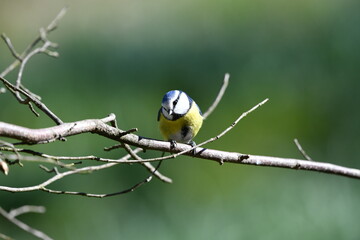 Blue tit bird sitting at a branch in the garden, spring season