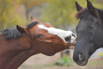 one horse bites another horse outdoors
