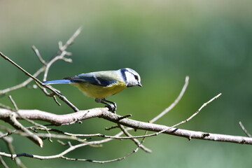 Blue tit bird sitting at a branch in the garden, spring season