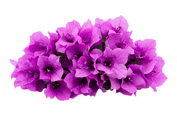 Obraz premium Vibrant bougainvillea flowers with bright purple petals