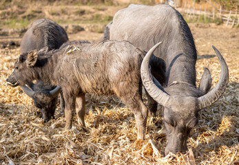 Obraz premium Water Buffalo,in rainforest farmland,Pai District,Northern Thailand.