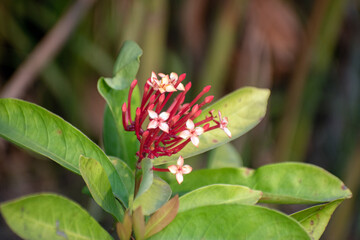 Chinese ixora flower showcasing its vibrant red and orange petals.