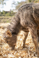 Fototapeta premium Young Water Buffalo,in rainforest farmland,Pai District,Northern Thailand.