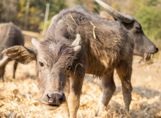 Young Water Buffalo,in rainforest farmland,Pai District,Northern Thailand.