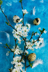 Beautiful Easter still life with blooming white flower tree branches, small quail eggs and feathers on blue background, top view