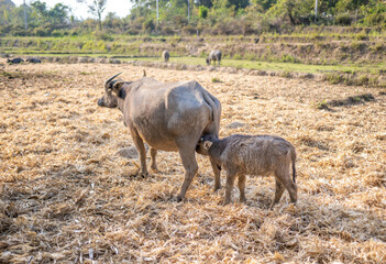 Water Buffalo suckling milk from mother,in rainforest farmland,Pai District,Northern Thailand.