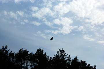 a free bird flies on the blue sky