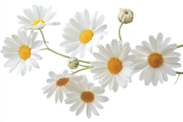 Fototapeta premium Several white daisies with yellow centers against a white background