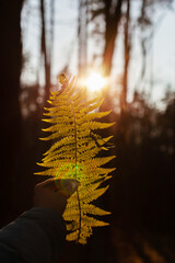 Green fern branch in backlight in hand on blurred background with sunny trees, close-up. Beautiful botanical photo with bokeh, selective focus