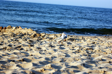 seagull bird on the beach walks on a marker pen by the sea