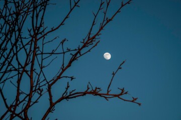 icelandic horse pony cute in landscape pretty nature rural 