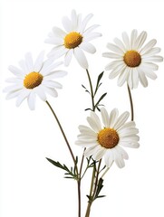 Four beautiful white daisies with yellow centers on stems display