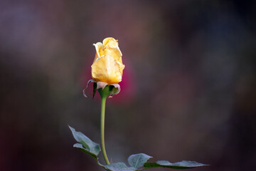 Austrian copper rose flower showcasing its vibrant orange and red petals.