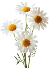 A close up photograph depicting several white daisies in a bunch