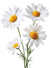 Four beautiful daisies with white petals and bright yellow centers