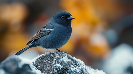 Small Ground Finch --ar 16:9 --stylize 500 --v 6.1 Job ID: ef4ed8e9-bae7-43a0-8e8f-aa552d19d294