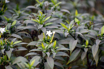 Crape jasmine white flower showcasing its delicate and elegant beauty in a garden setting.