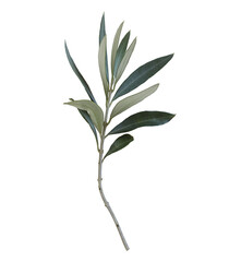 Fresh olive tree branch with green leaves isolated on transparent background. Floral decor, natural...