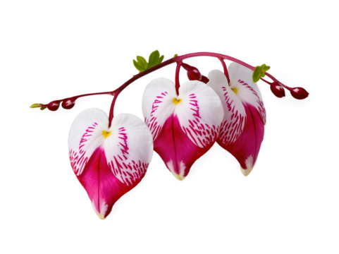 Detailed bleeding heart plant showcasing delicate petal patterns and vibrant hues