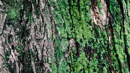 wooden background maple tree trunk with green moss